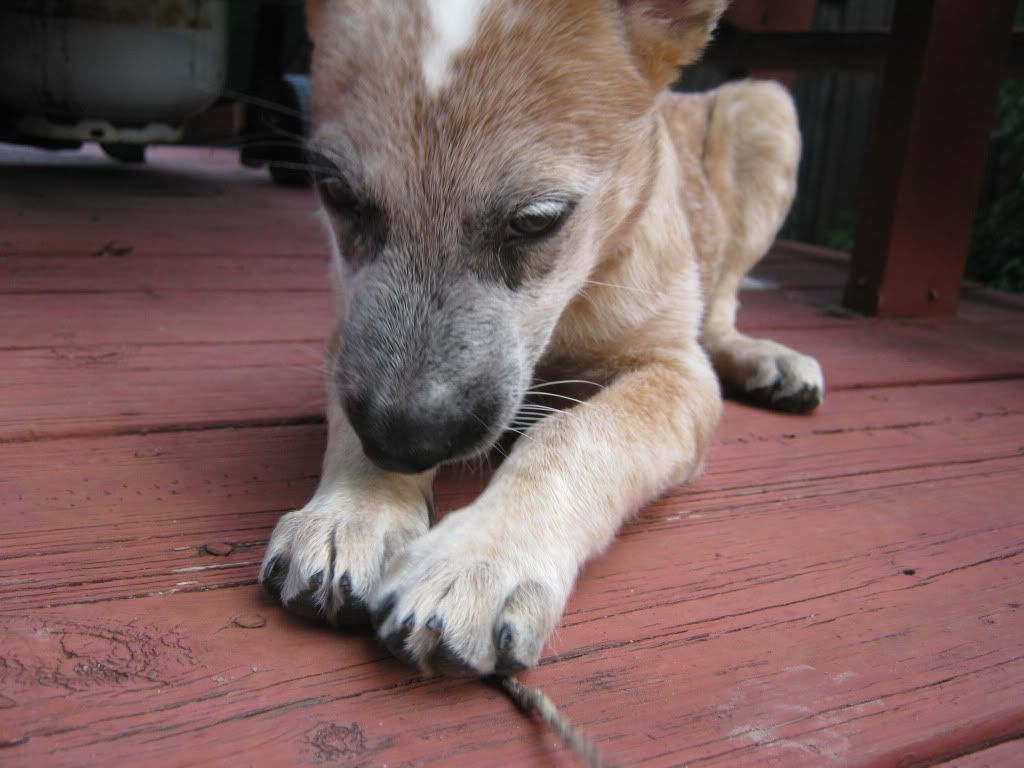 Louie, the Australian Cattle Dog